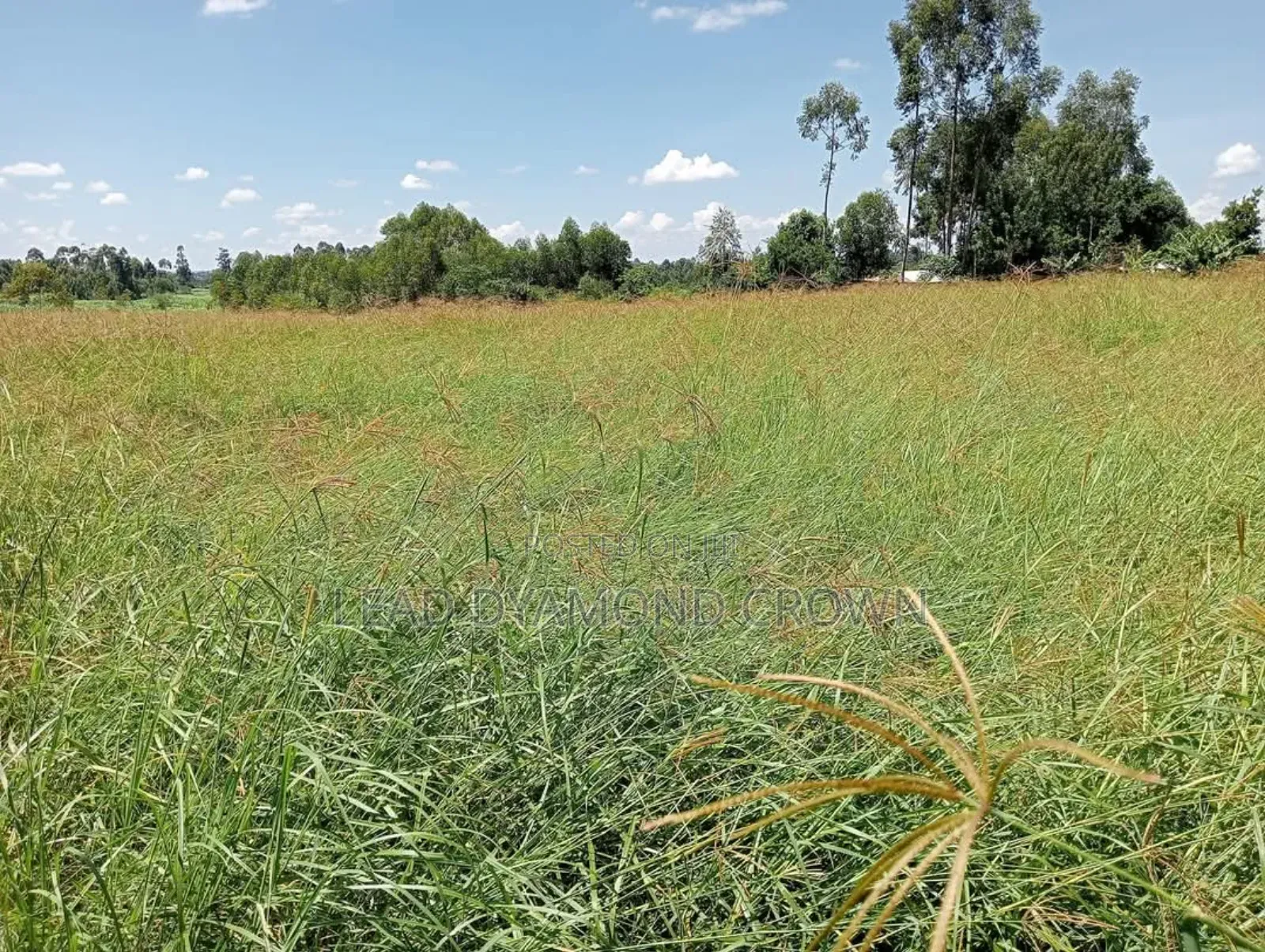 Chloris Gayana (Rhodes Grass)