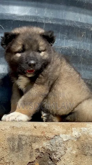 1-3 months Male Purebred Caucasian Shepherd