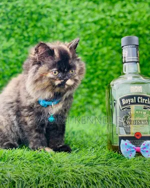 Photo - 1-3 months Male Purebred Persian