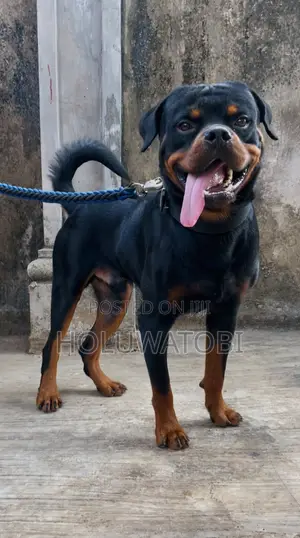 Photo - 1+ year Male Purebred Rottweiler