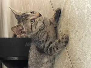 1-3 months Female Mixed Breed American Shorthair