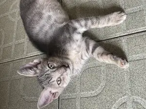 1-3 months Female Mixed Breed American Shorthair