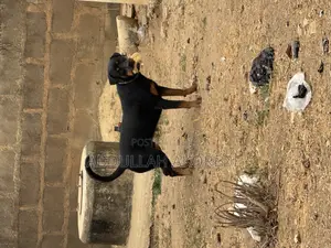 Photo - 6-12 months Male Purebred Rottweiler