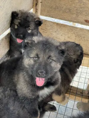 0-1 month Male Purebred Caucasian Shepherd