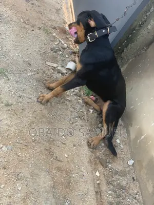 Photo - 6-12 months Male Purebred Rottweiler