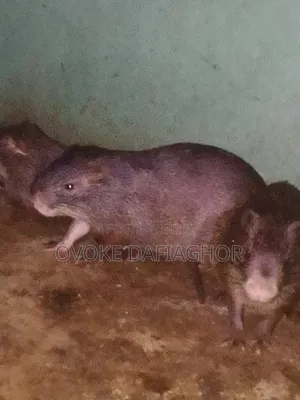 Heavy-Pregnant Grasscutters
