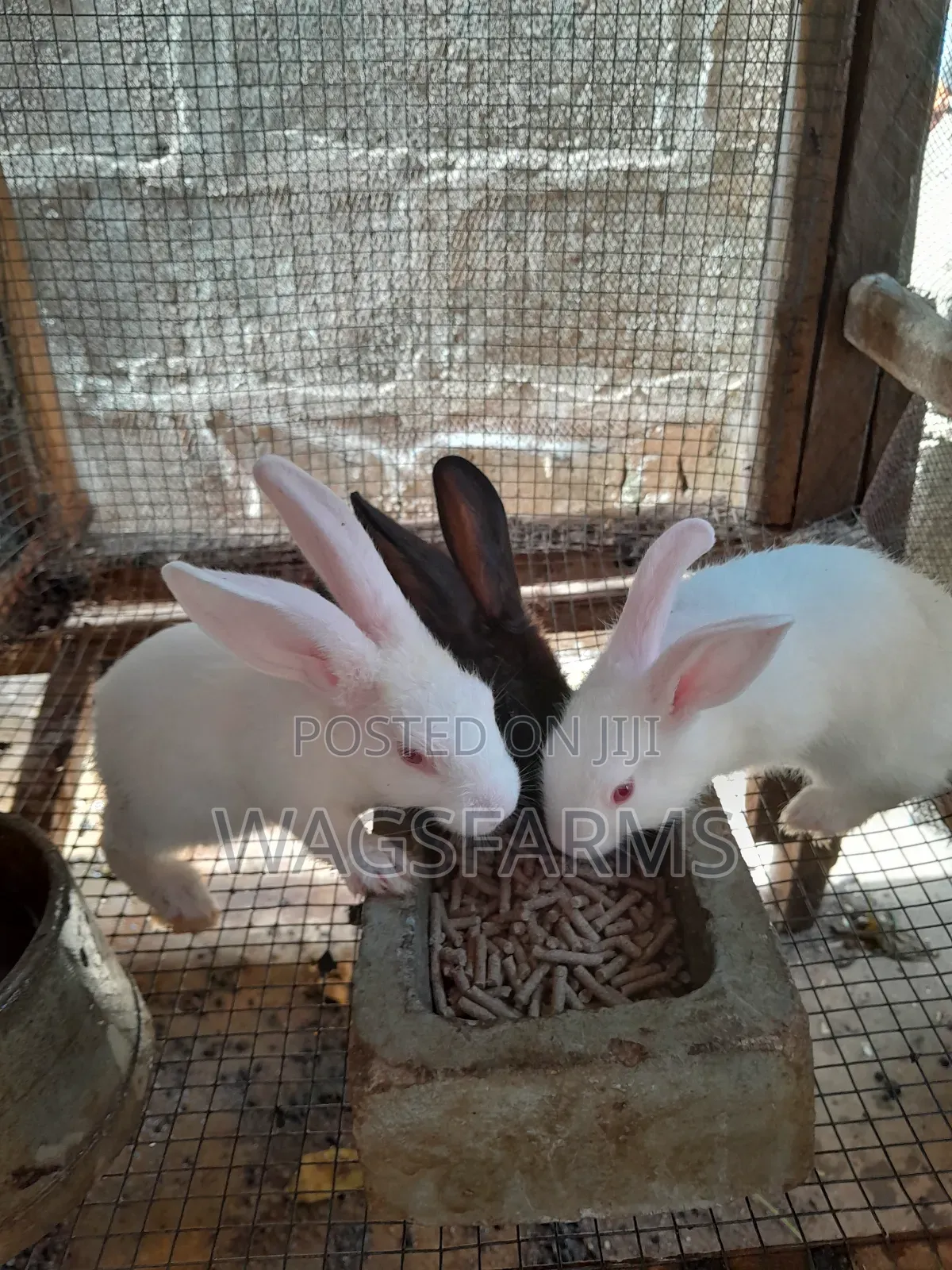 Dutch Rabbit Nigera Quality Breeds of Rabbits for Sale for sale - wagsfarms Price: ₦ 6,500 ...