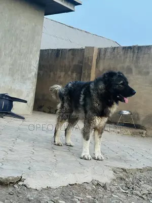 Photo - 1+ year Male Purebred Caucasian Shepherd