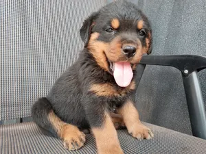 Photo - 1-3 months Male Purebred Rottweiler