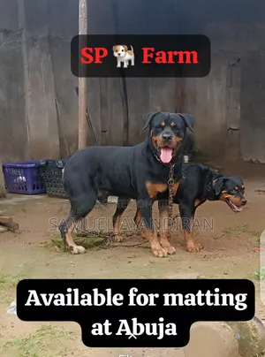 1+ year Male Purebred Rottweiler