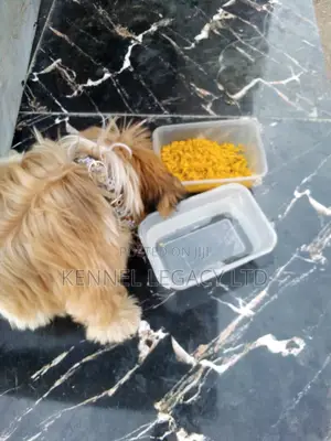 3-6 months Male Purebred Lhasa Apso
