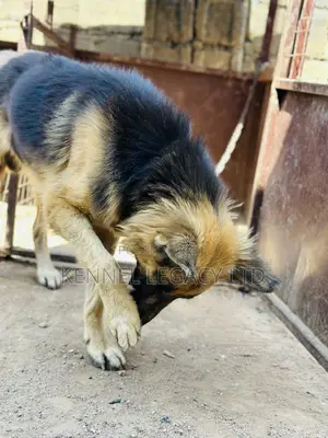 1+ year Male Purebred German Shepherd