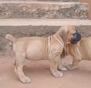 0-1 month Female Purebred Boerboel