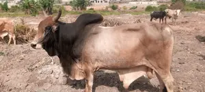 Photo - Omotayofarms