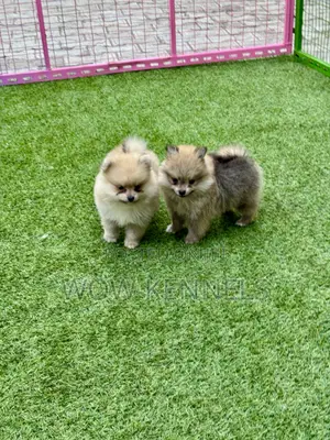 Photo - 1-3 months Female Purebred Pomeranian