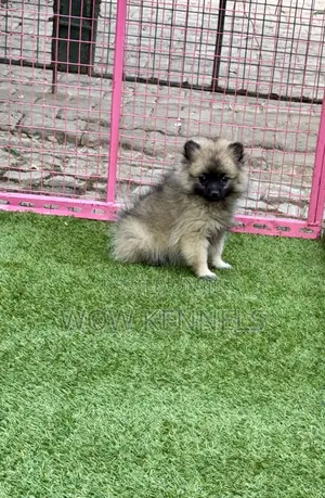 Photo - 3-6 months Female Purebred Pomeranian