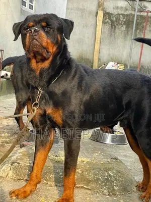 Photo - 1+ year Male Purebred Rottweiler