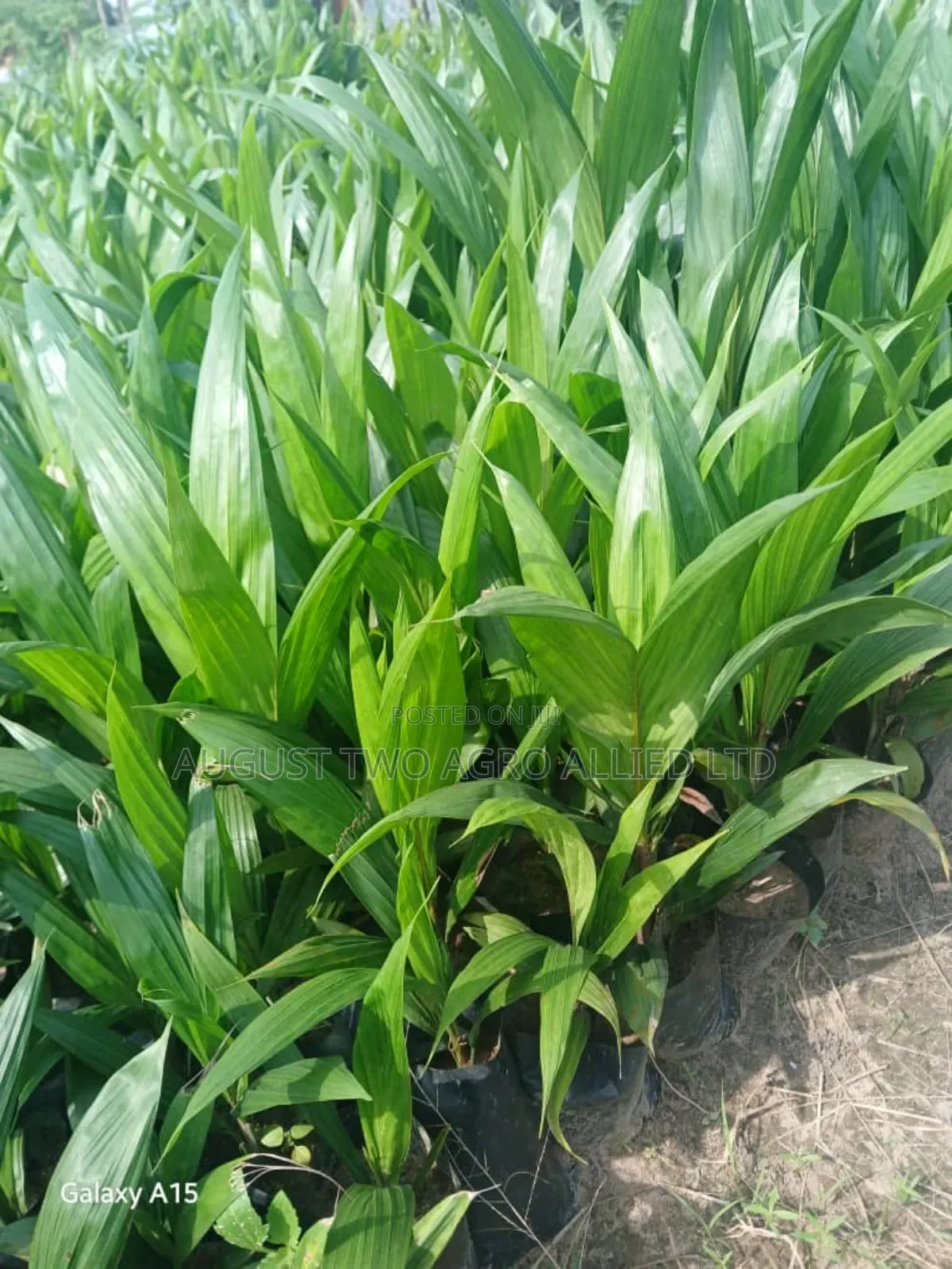 Supergene Malaysia Palm Oil Trees