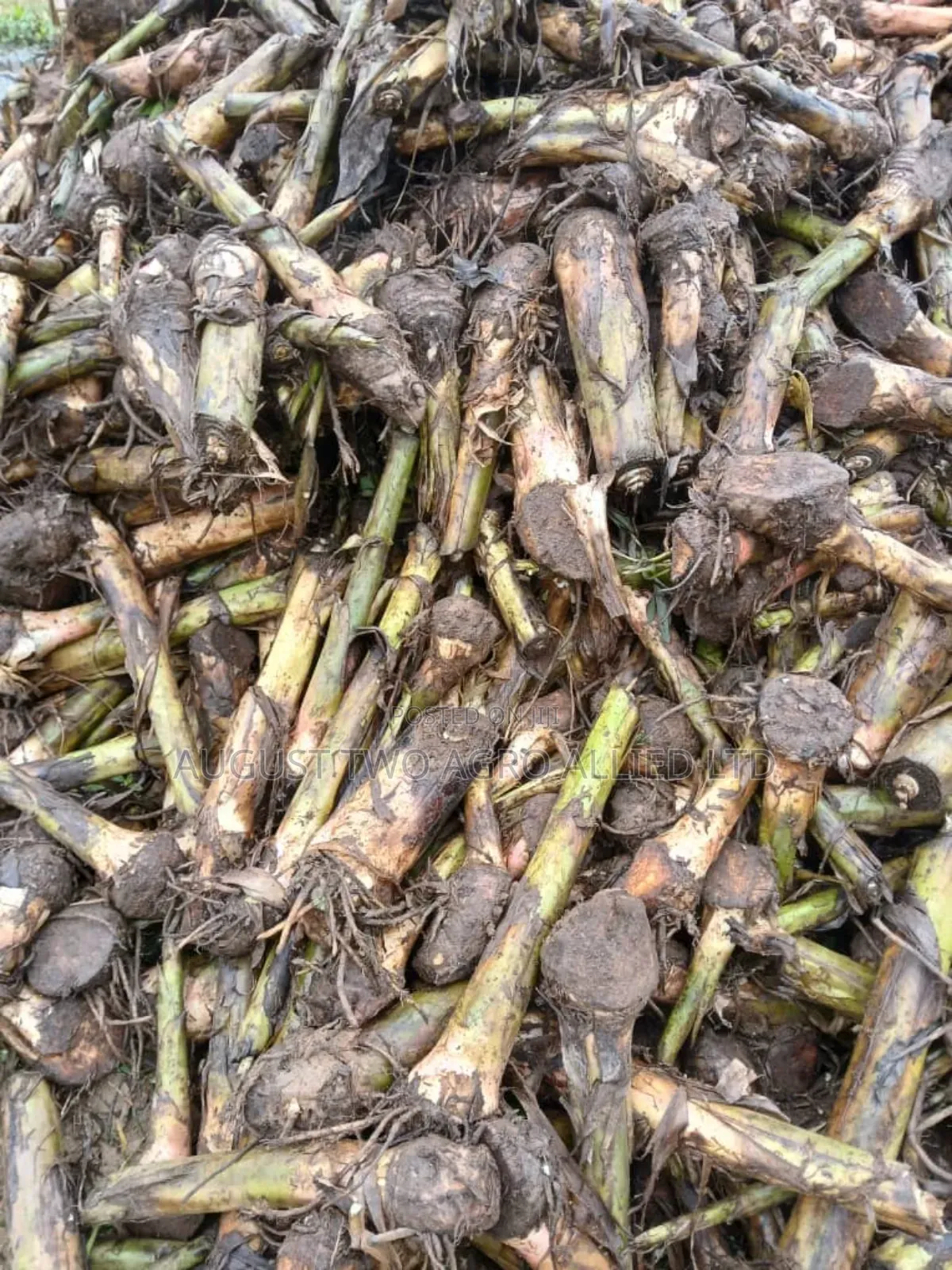 Elephant Hybrid Plantain Sucker