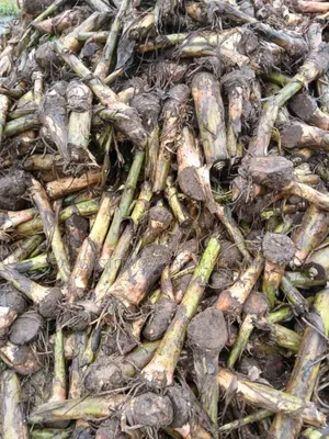 Elephant Hybrid Plantain Sucker