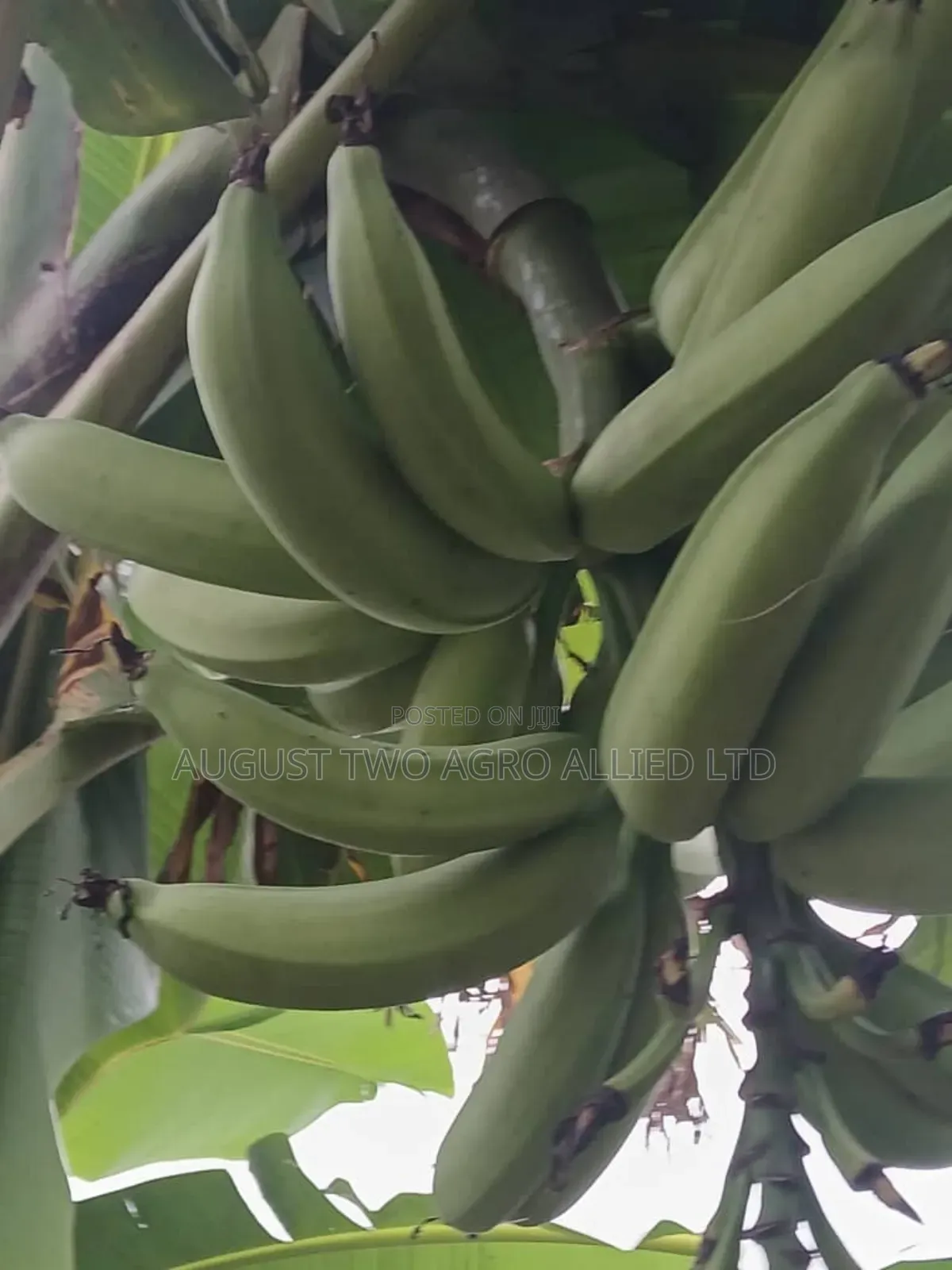 Elephant Hybrid Plantain Sucker