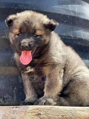 1-3 months Male Purebred Caucasian Shepherd