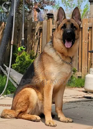 1+ year Male Purebred German Shepherd