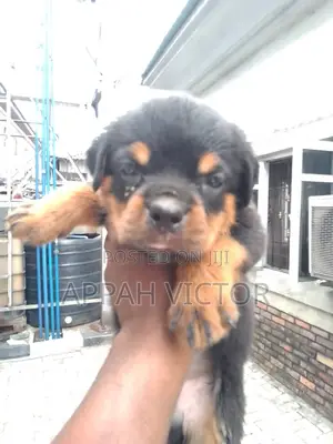 Photo - 1-3 months Female Purebred Rottweiler
