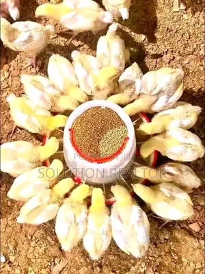Chicken for Sales
