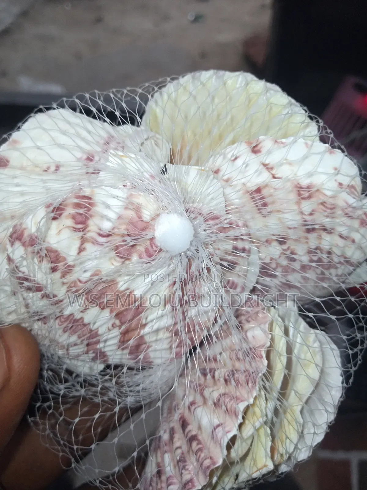 White And Brown Sea Shell