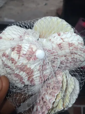 White And Brown Sea Shell