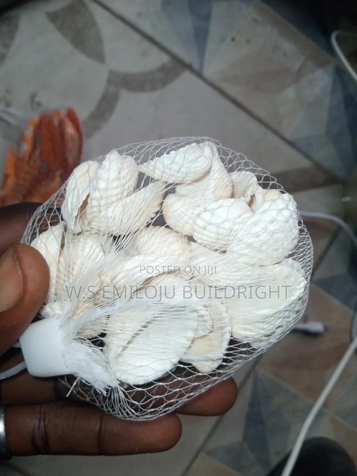 White And Brown Sea Shell