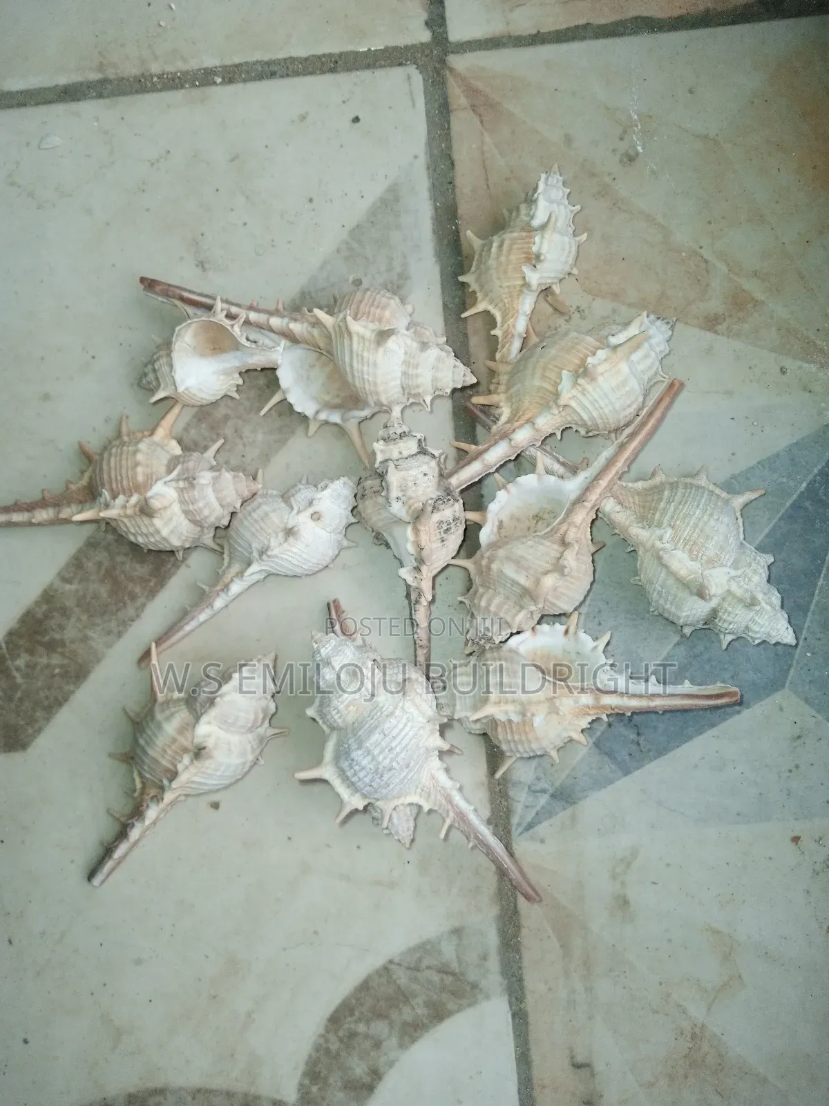 White And Brown Sea Shell