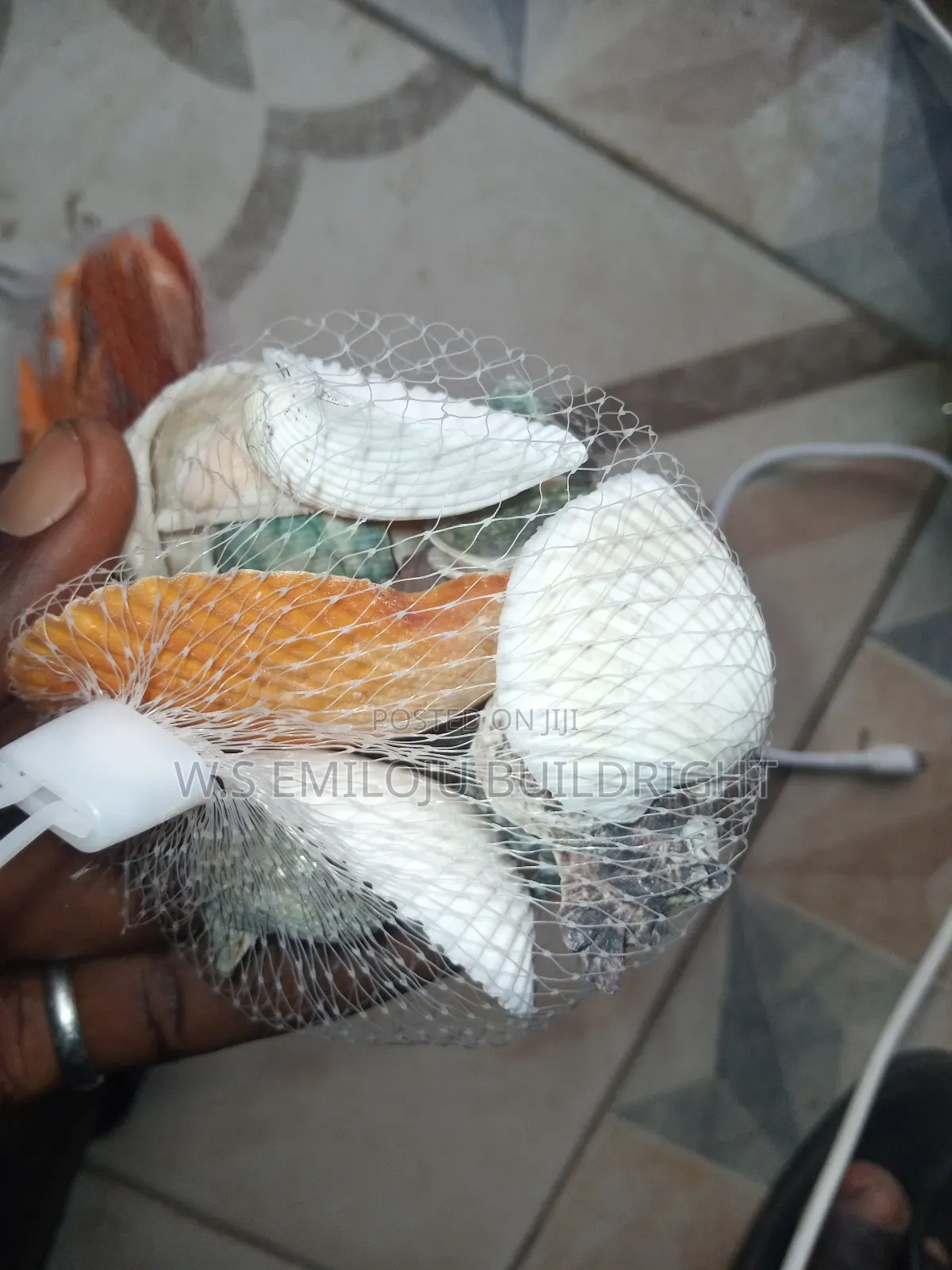 White And Brown Sea Shell