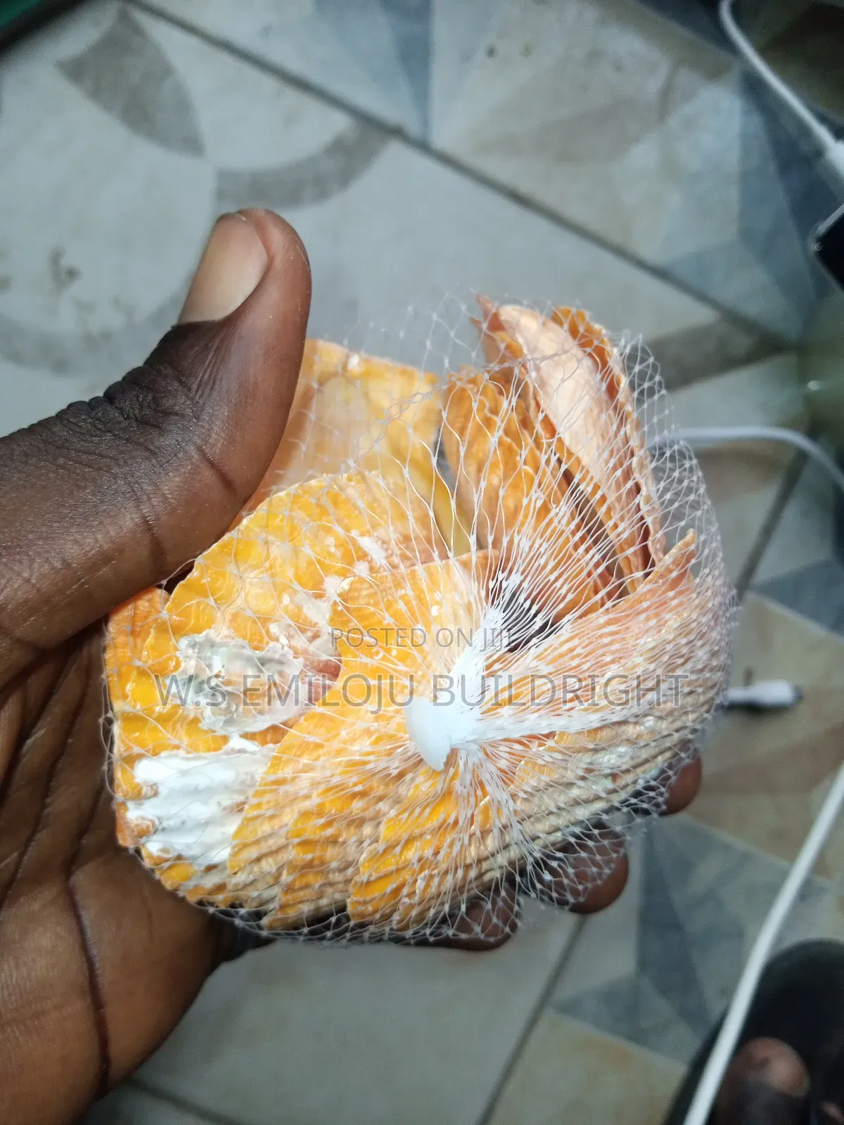 White And Brown Sea Shell