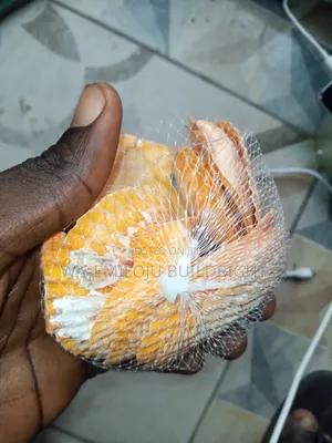White And Brown Sea Shell