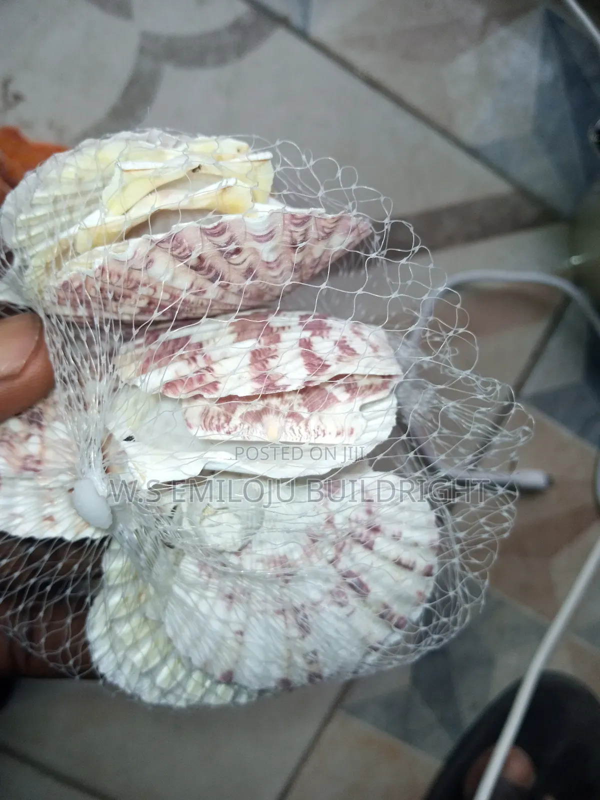 White And Brown Sea Shell