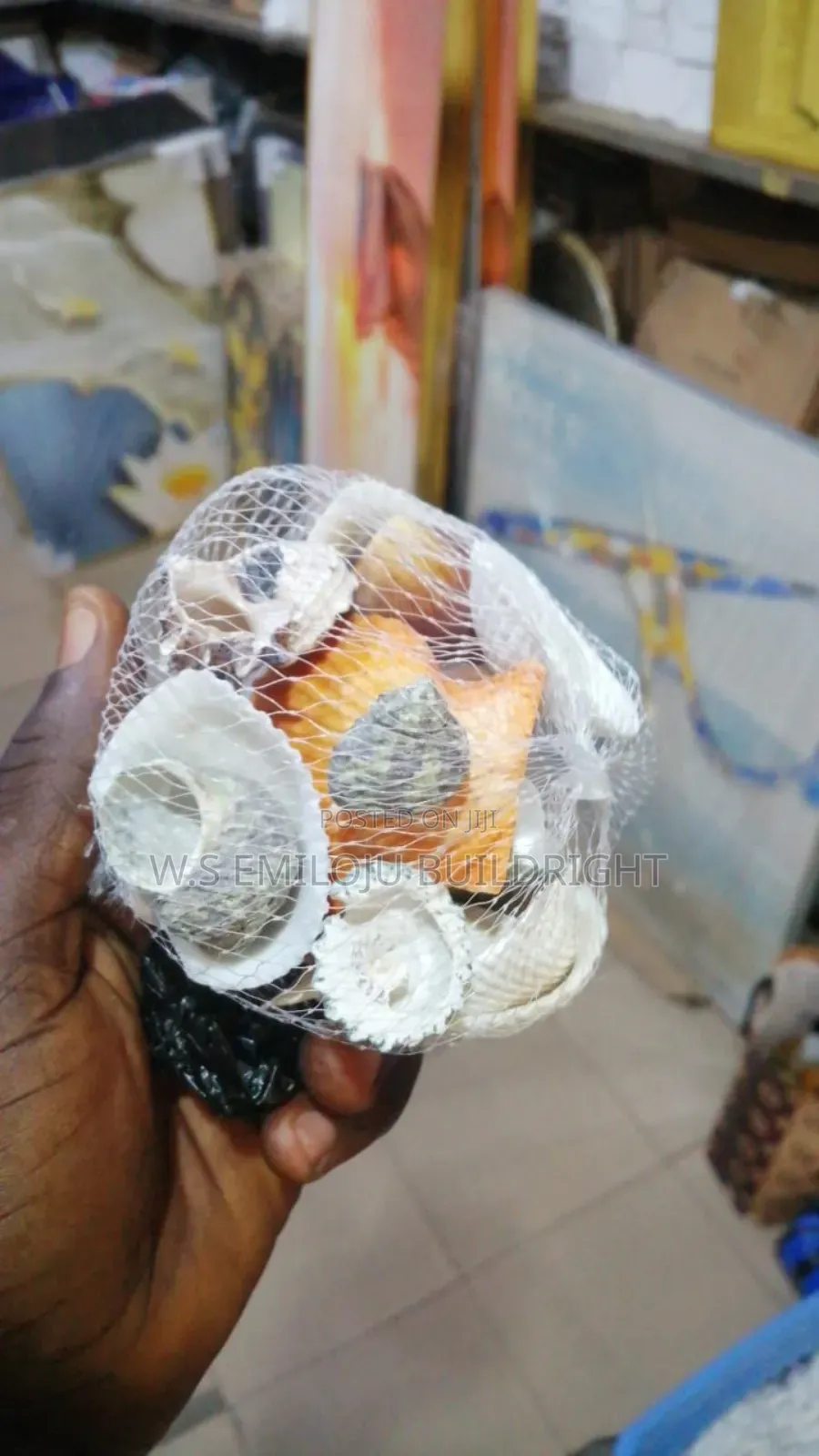 White And Brown Sea Shell