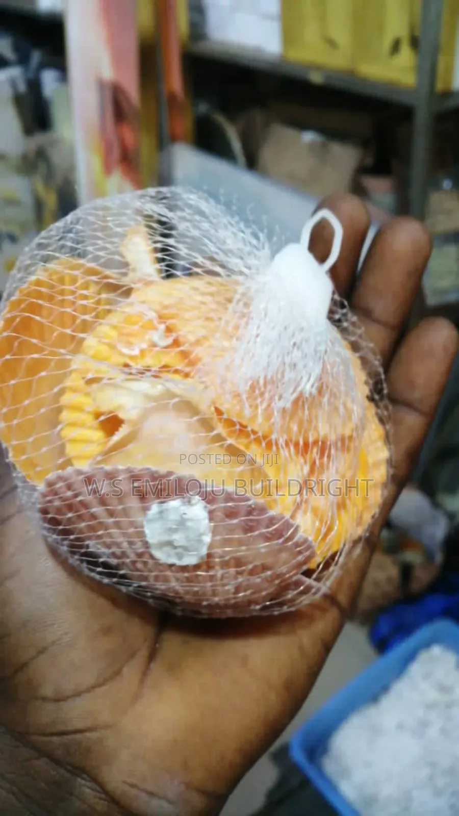 White And Brown Sea Shell