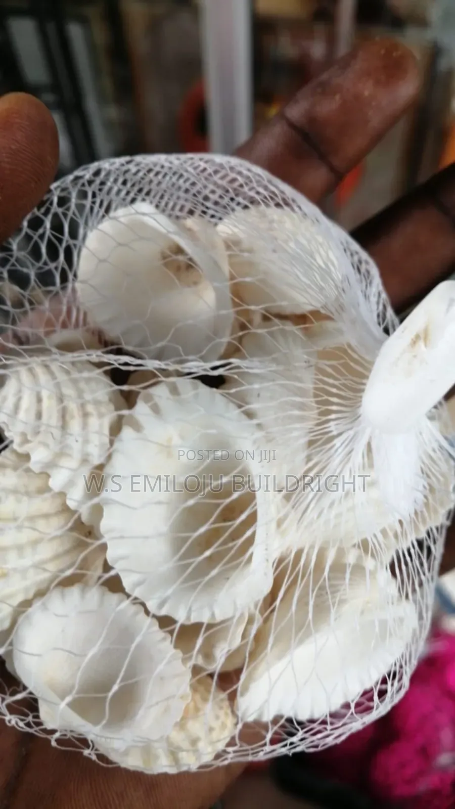 White And Brown Sea Shell