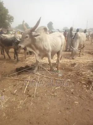 Photo - Affordable Cows for Sale