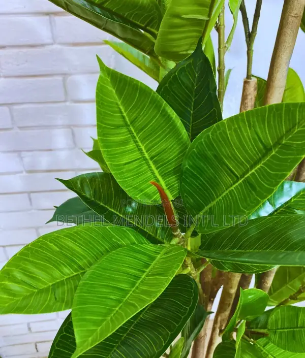 Artificial Decorative Fiddle Tree (Height: 180cm)