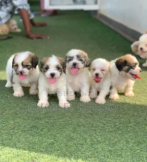 1-3 months Female Purebred Lhasa Apso