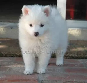 1-3 months Male Purebred American Eskimo