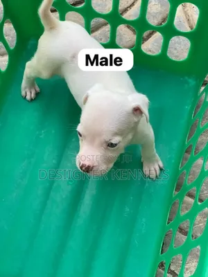 Photo - 1-3 months Female Purebred American Pit Bull Terrier