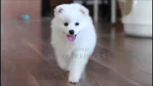 1-3 months Female Purebred American Eskimo