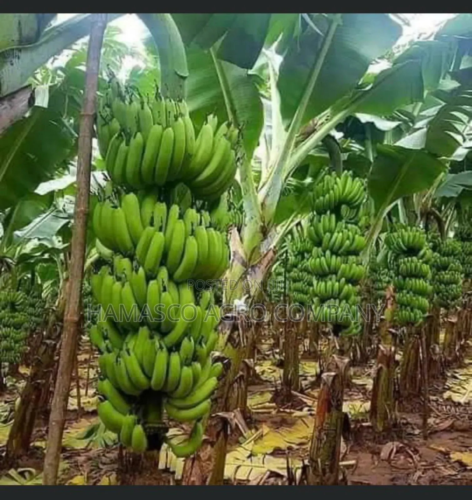 Hybrid Banana Suckers