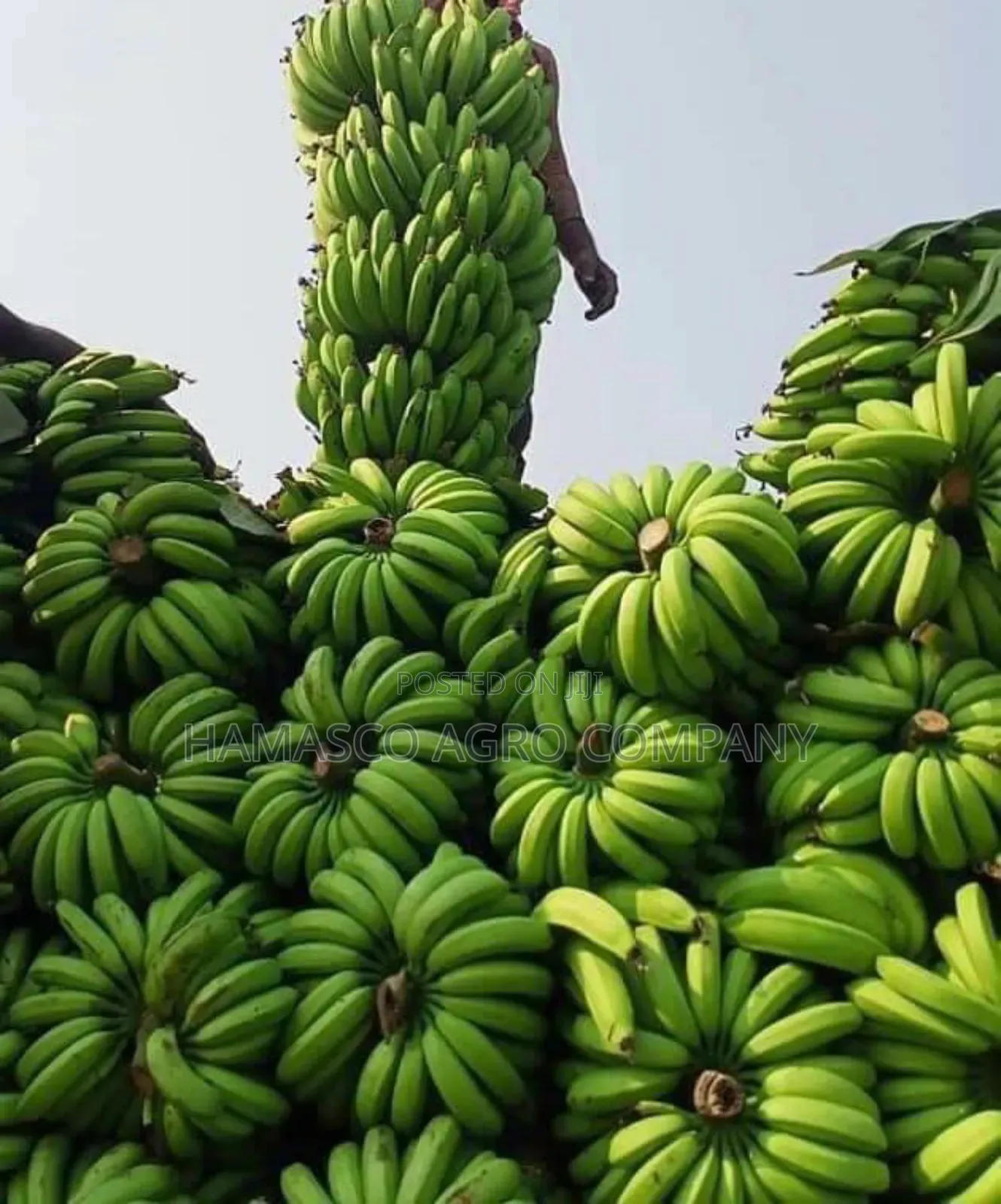 Hybrid Banana Suckers