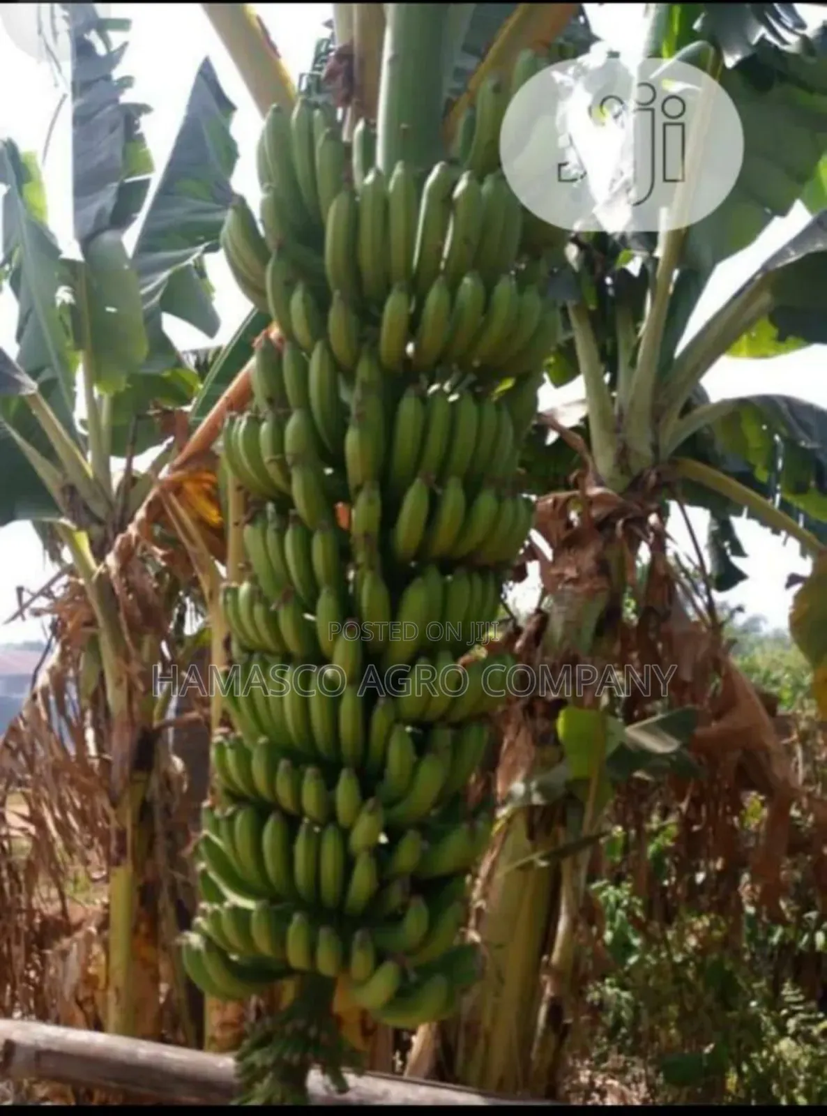 Hybrid Banana Suckers