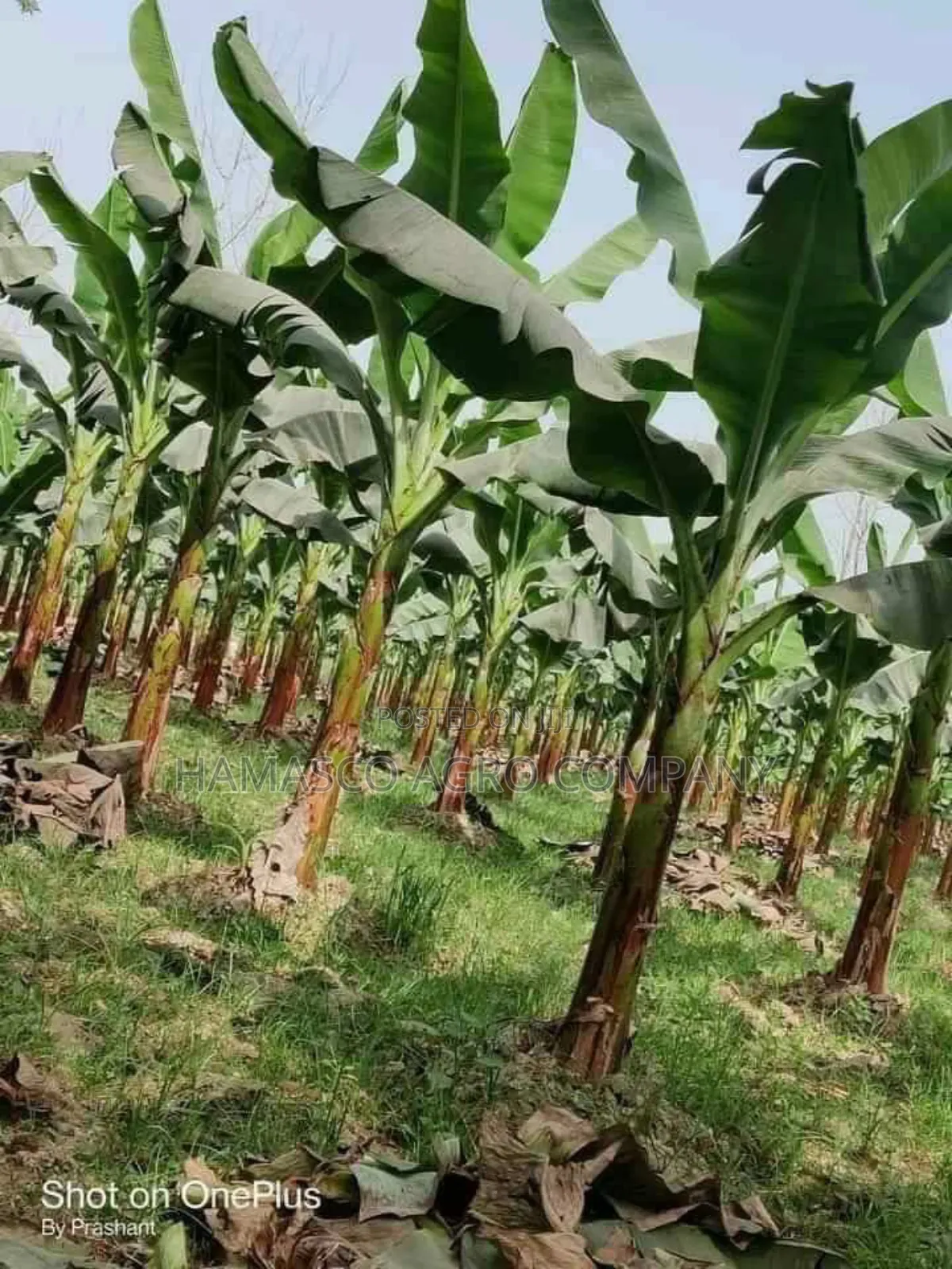 Hybrid Banana Suckers